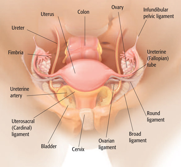 Hysterectomy Area Large